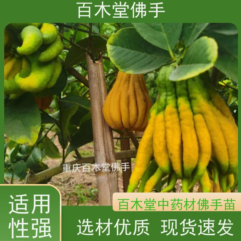 百木堂 石 柱佛手 道路绿化行道苗 中药材种植基地 