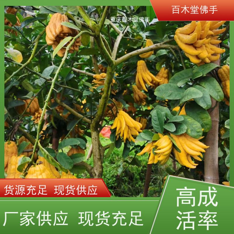 百木堂 五 通桥佛手 高成活率 较耐干旱 中药材种植基地 