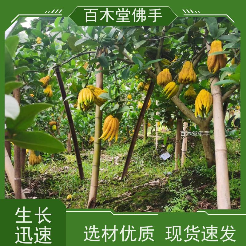 百木堂 梁 平佛手 造型优美 易成活 种苗基地直供 
