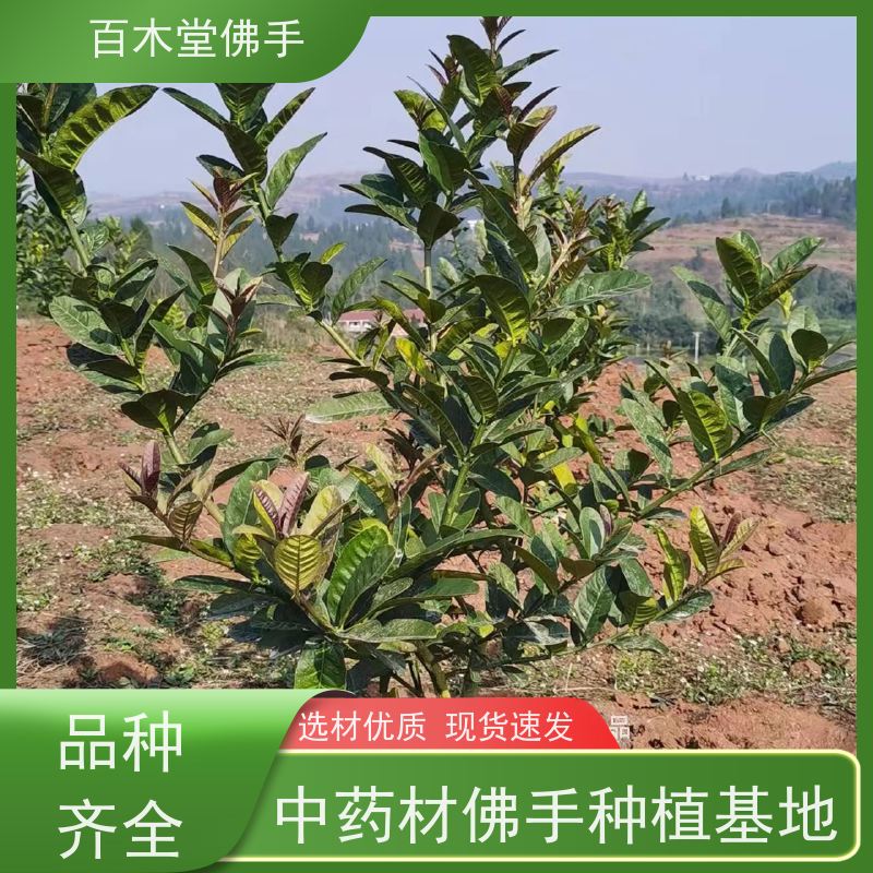 百木堂 万 州佛手 道路绿化行道苗 中药材种植基地 