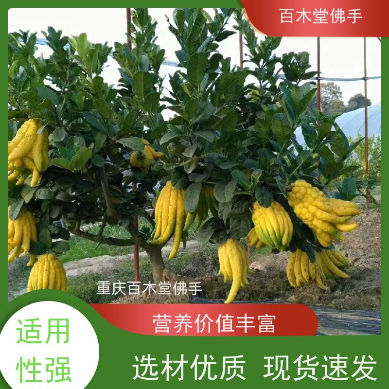 百木堂 佛手柑苗出售 观赏植物 附加值高 种苗基地直供