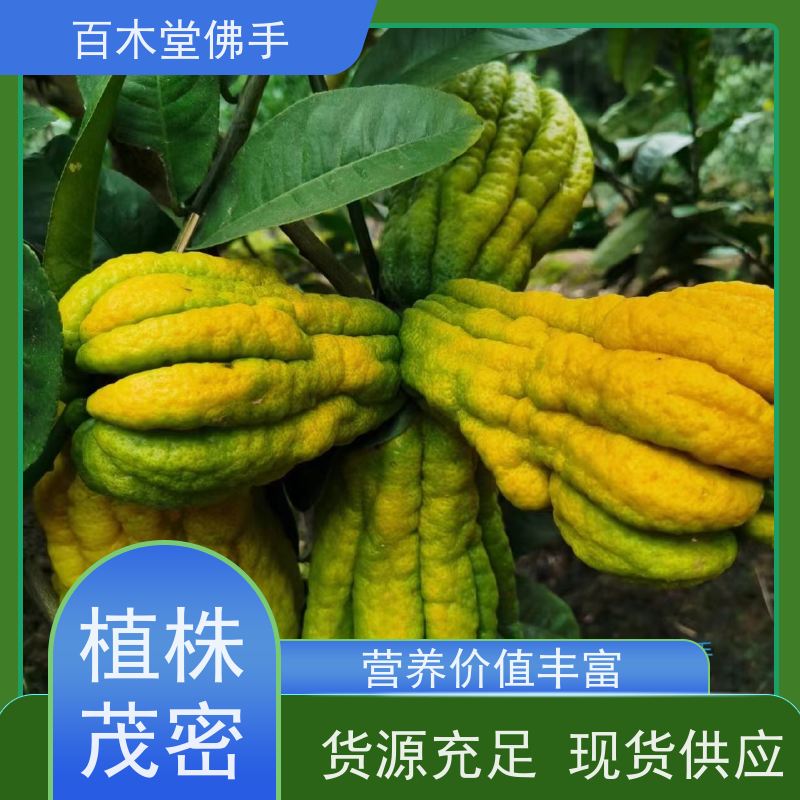 百木堂 佛手柑苗 高成活率 较耐干旱 道路绿化行道苗