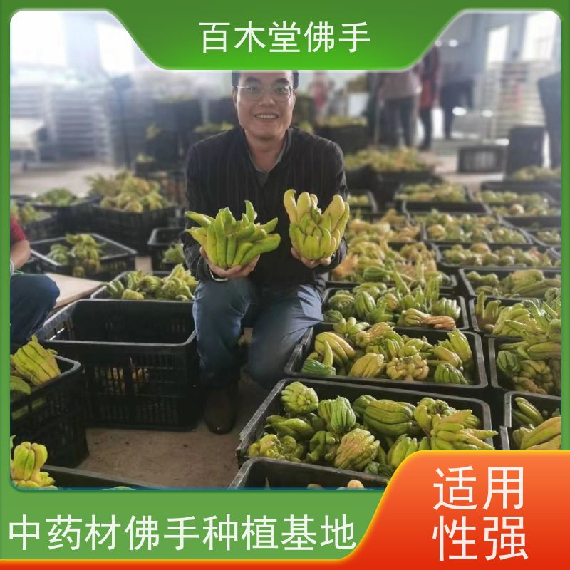 百木堂 乐山佛手苗 造型优美 易成活 中药材种植基地 