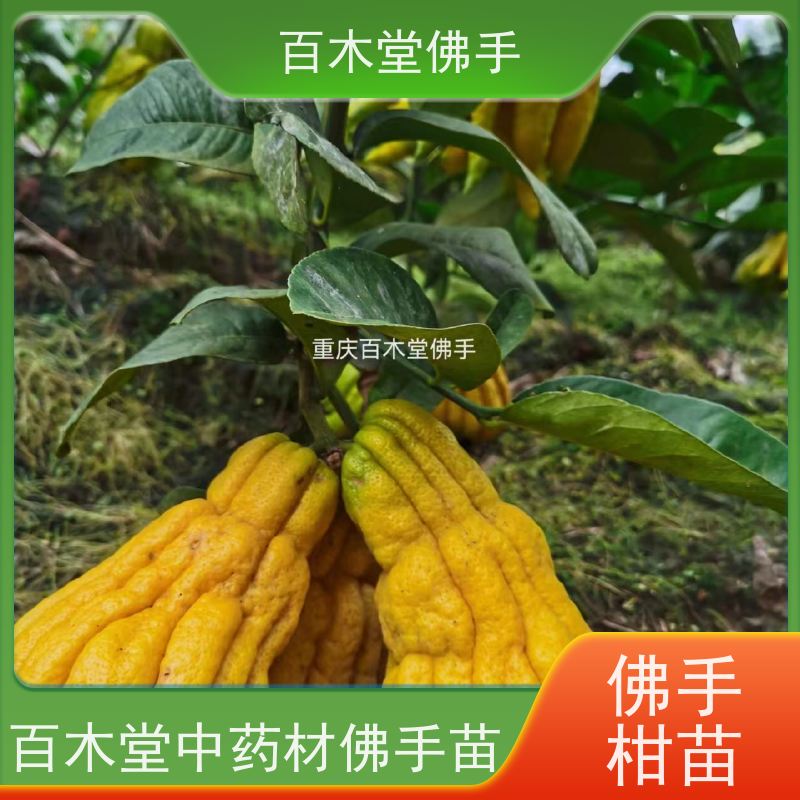 百木堂 中药材苗批发 枝叶紧密 美丽多姿 种苗基地直供