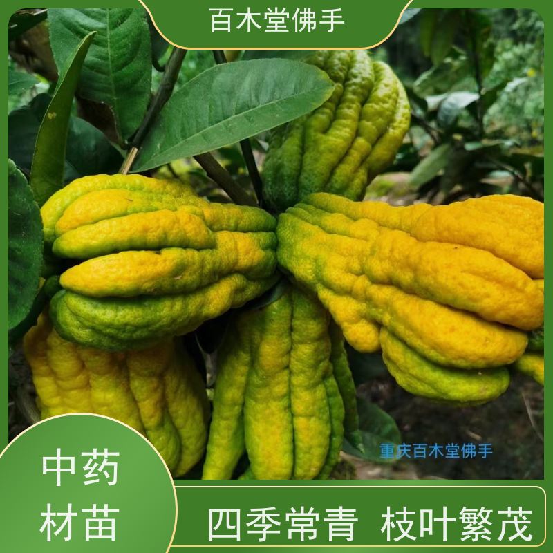 百木堂 佛手苗技术 产量高 用途广泛 城市景观绿化树 