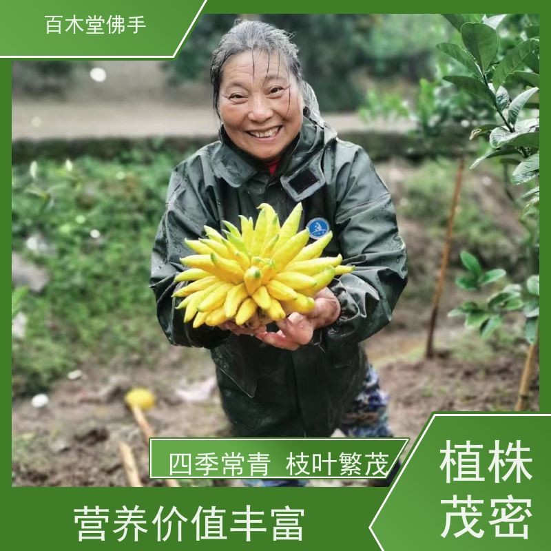 百木堂 南充佛手苗 高成活率 较耐干旱 园林景区栽植