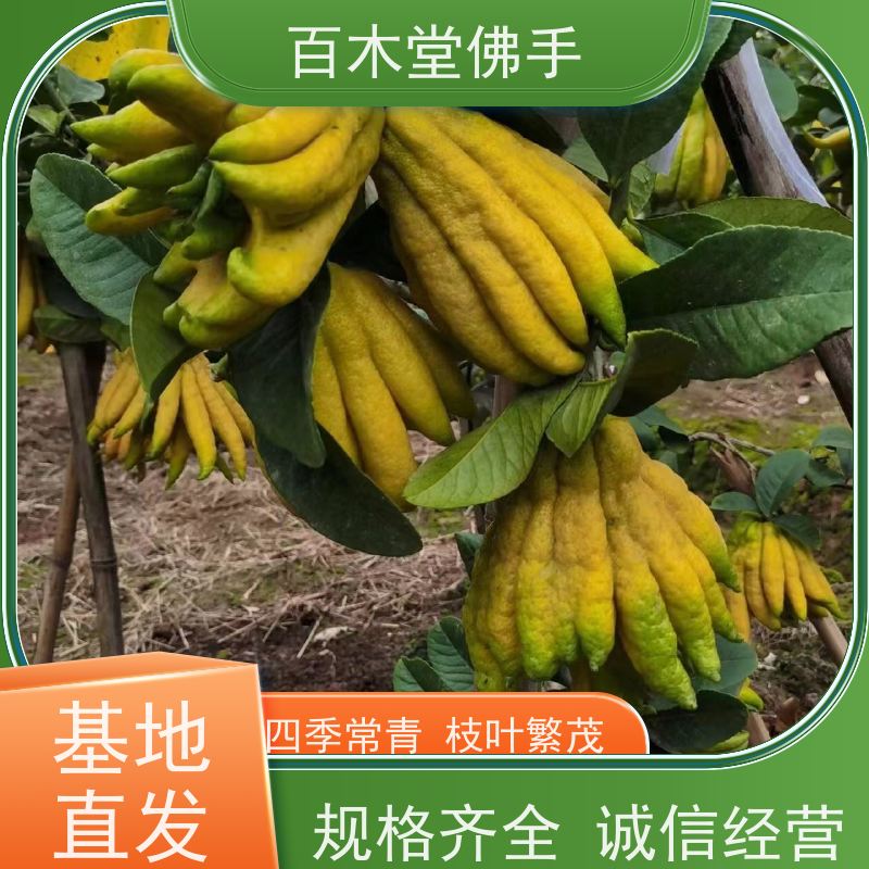 百木堂 乐山佛手苗 造型优美 易成活 道路绿化行道苗