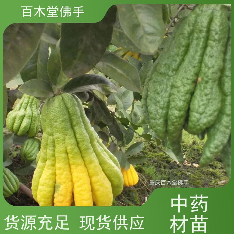 百木堂 佛手柑苗技术 高成活率 较耐干旱 道路绿化行道苗