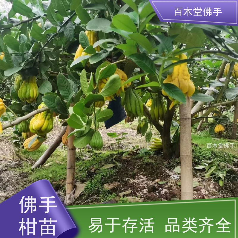 百木堂 佛手苗批发 产量高 用途广泛 种苗基地直供
