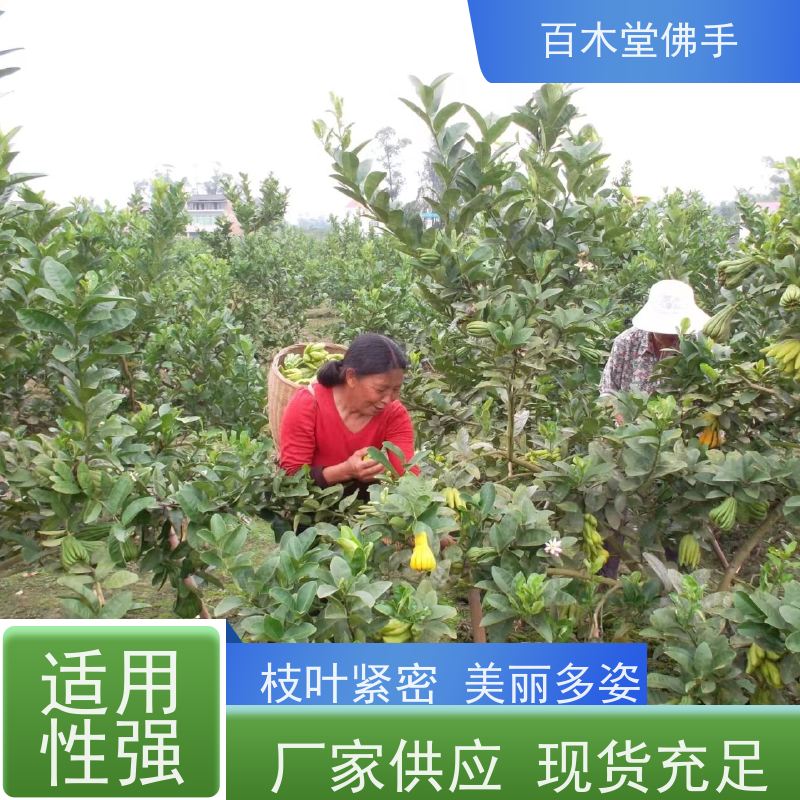 百木堂 沙 湾佛手苗 枝叶紧密 美丽多姿 中药材种植基地 