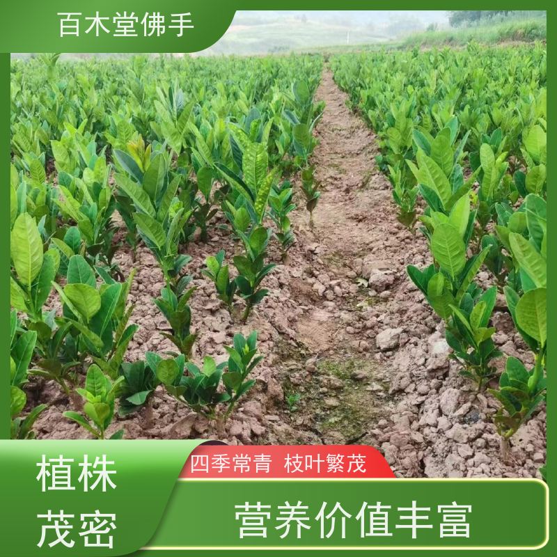 百木堂 重庆佛手苗 产量高 用途广泛 种苗基地直供 
