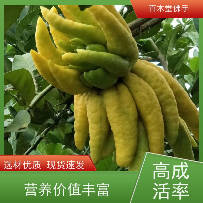 百木堂 五 通桥佛手苗 高成活率 较耐干旱 种苗基地直供 