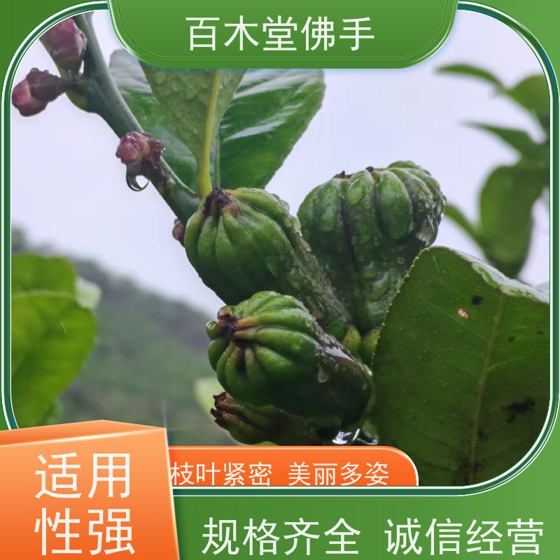 百木堂 大 足佛手苗 观赏植物 附加值高 种苗基地直供 