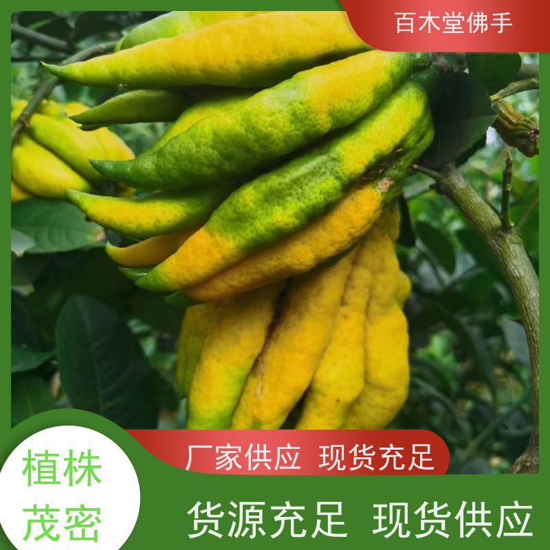 百木堂 綦 江佛手苗 高成活率 较耐干旱 植株茂密