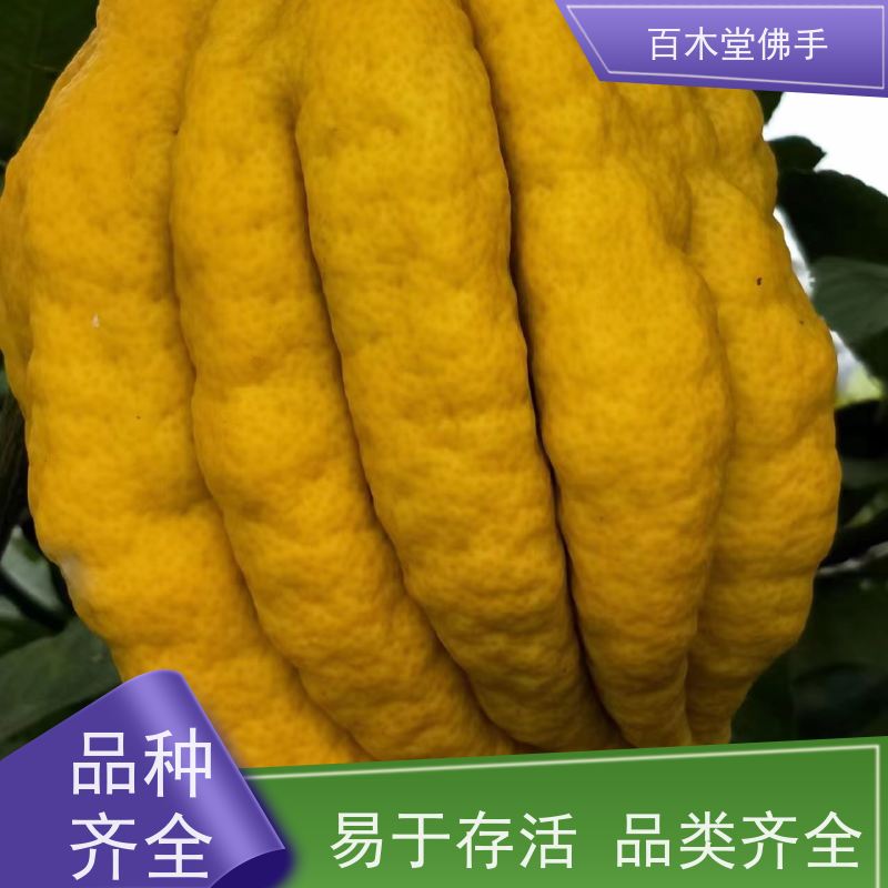 百木堂 四 川佛手苗 树形丰富 成活率高 植株茂密
