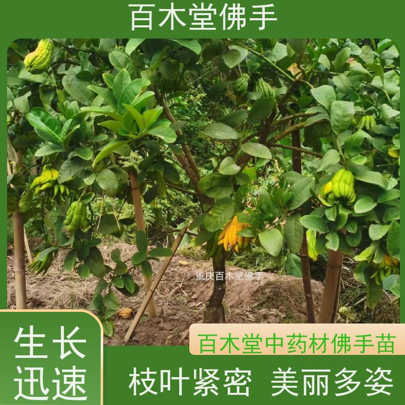 百木堂 大 足佛手苗 道路绿化行道苗 中药材种植基地 