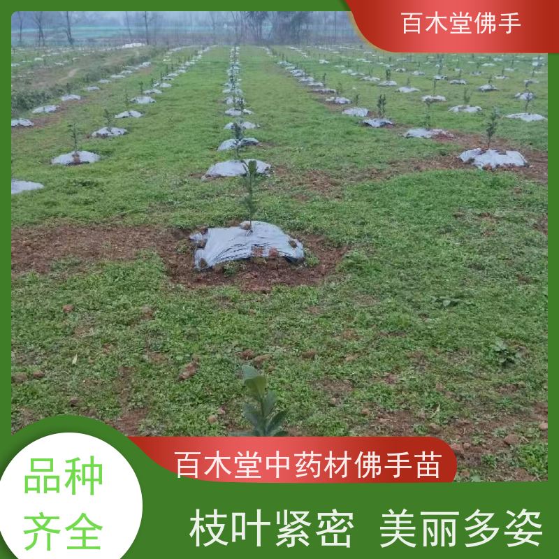 百木堂 佛手苗批发 生长环境适应性强 品种齐全