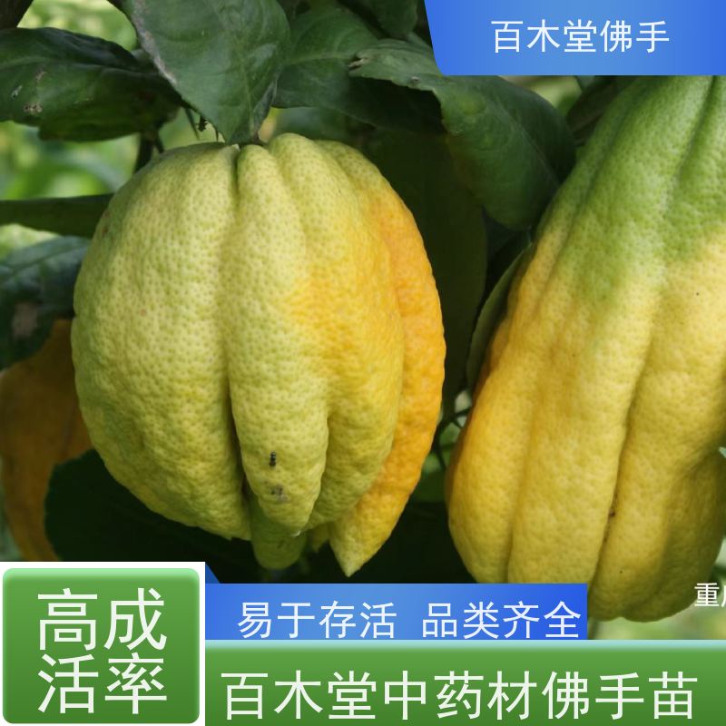 百木堂 巴 中佛手苗 观赏植物 附加值高 种苗基地直供 