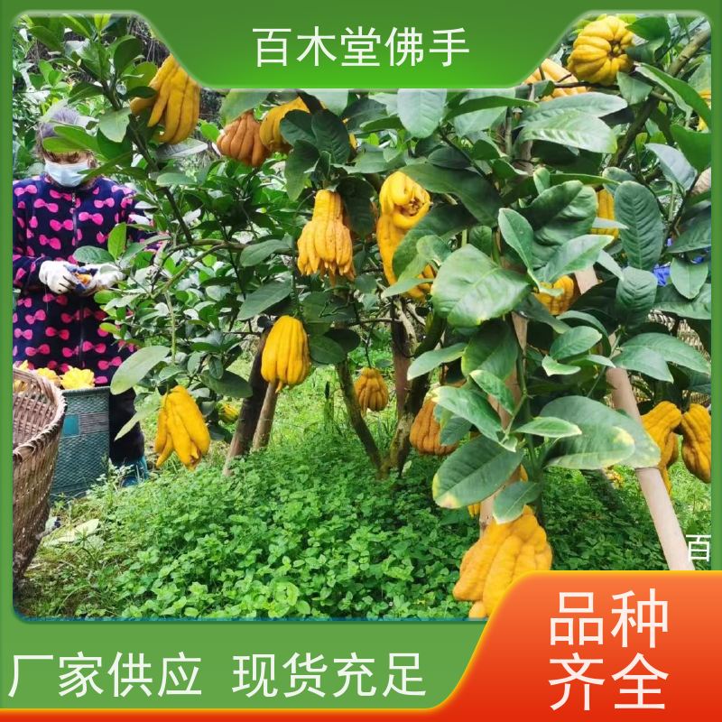 百木堂 成 都佛手苗 造型优美 易成活 中药材种植基地 
