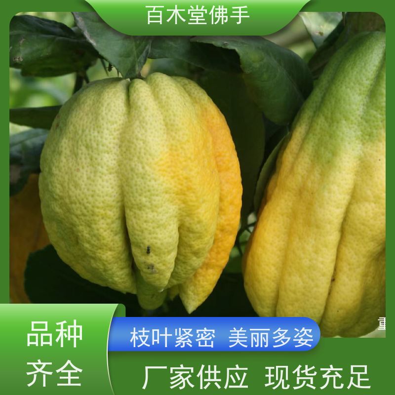 百木堂 南 充佛手苗 高成活率 较耐干旱 植株茂密