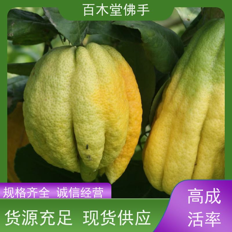 百木堂 广 安佛手苗 树形丰富 成活率高 生长迅速