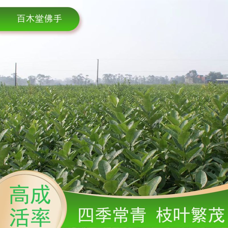 百木堂 五 通桥佛手苗 树形丰富 成活率高 品种齐全