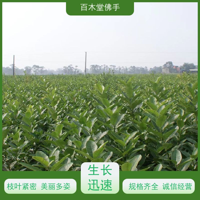 百木堂 自 贡佛手苗 道路绿化行道苗 中药材种植基地 
