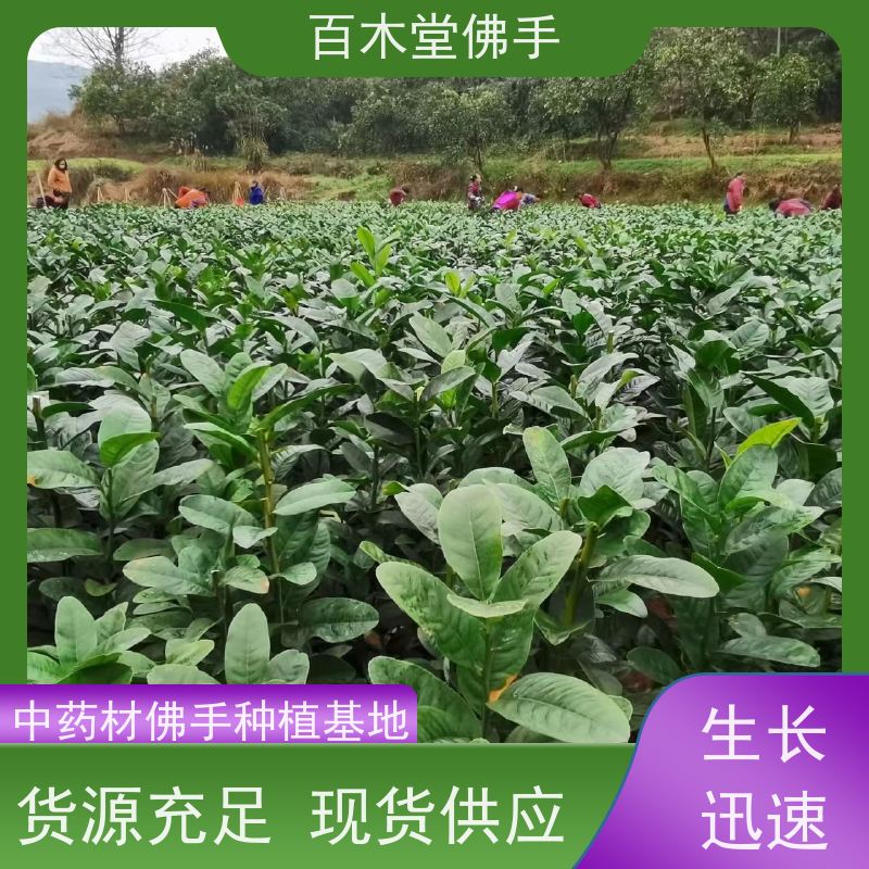 百木堂 广 安佛手苗 枝叶紧密 美丽多姿 植株茂密