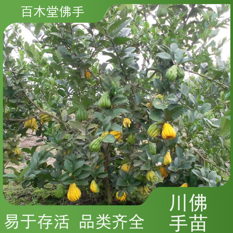 百木堂 五 通桥佛手苗 树形丰富 成活率高 植株茂密