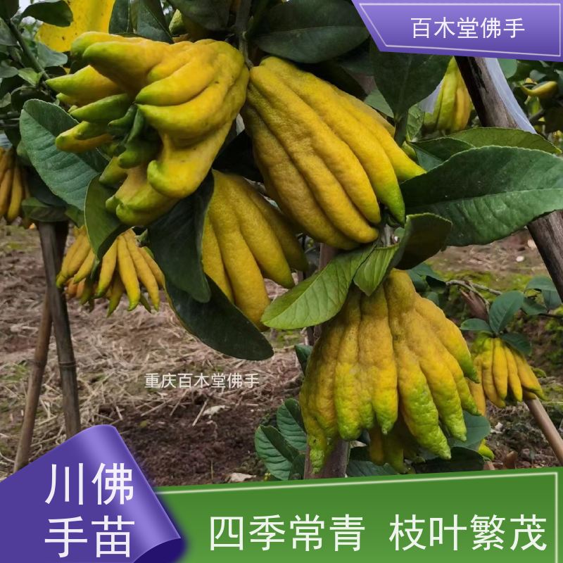 百木堂 犍 为佛手苗 产量高 用途广泛 中药材种植基地 
