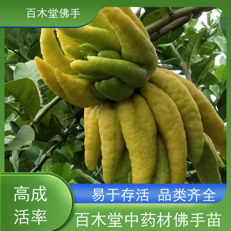 百木堂 南 充佛手苗 高成活率 较耐干旱 品种齐全