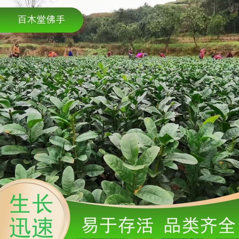 百木堂 忠 县佛手苗 枝叶紧密 美丽多姿 品种齐全
