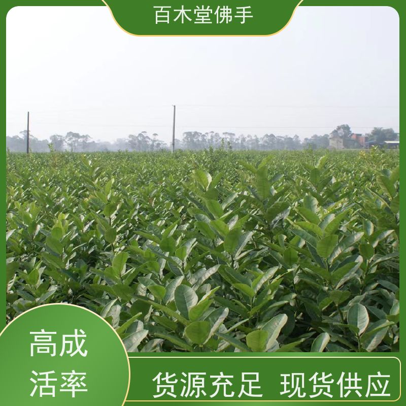百木堂 重庆佛手苗 观赏植物 附加值高 生长迅速