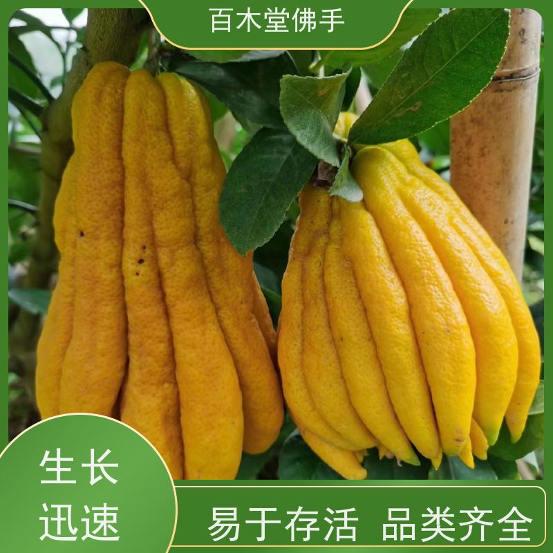百木堂 达 州佛手苗 树形丰富 成活率高 种苗基地直供