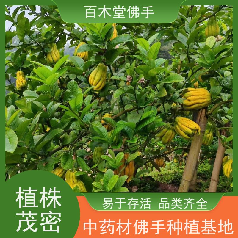 百木堂 达 州佛手苗 枝叶紧密 美丽多姿 城市景观绿化树 