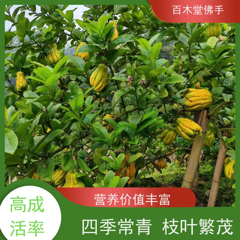 百木堂 高 坪佛手苗 高成活率 较耐干旱 种苗基地直供