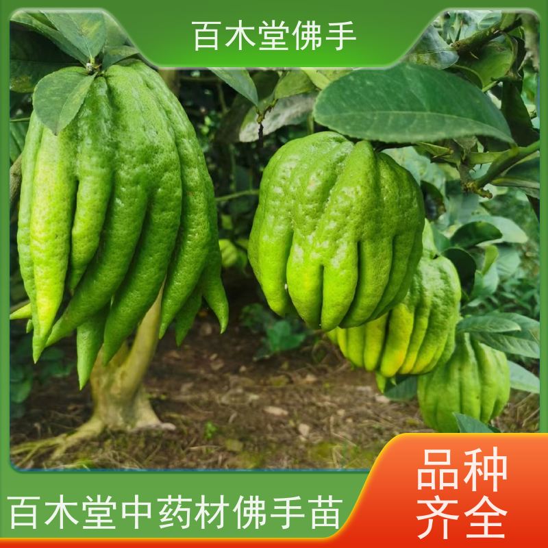百木堂 玉 林佛手苗 产量高 用途广泛 中药材种植基地 