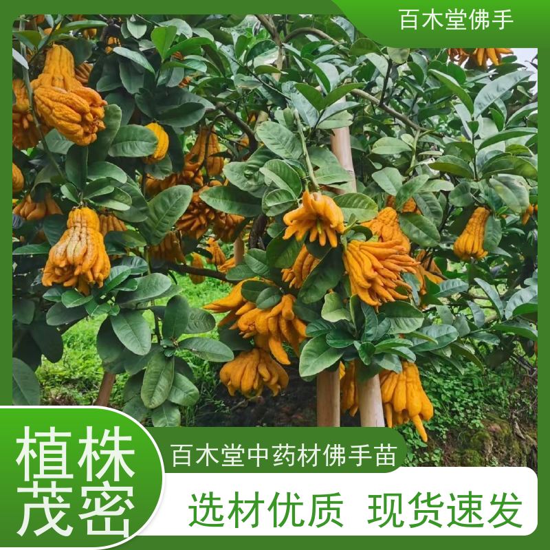 百木堂 南 充佛手苗 产量高 用途广泛 道路绿化行道苗