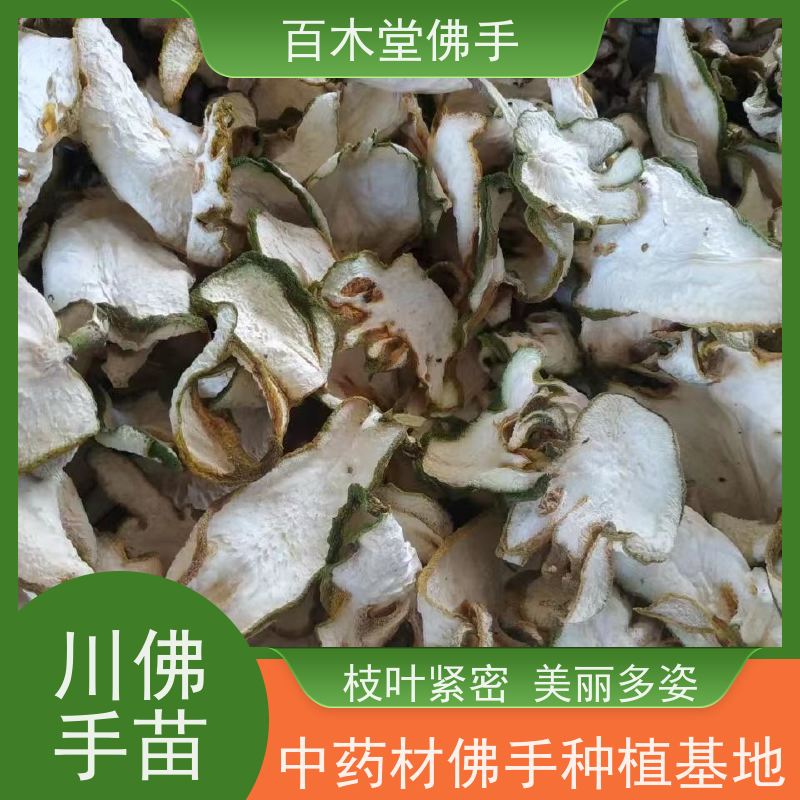 百木堂 沙 湾佛手 造型优美 易成活 中药材种植基地 