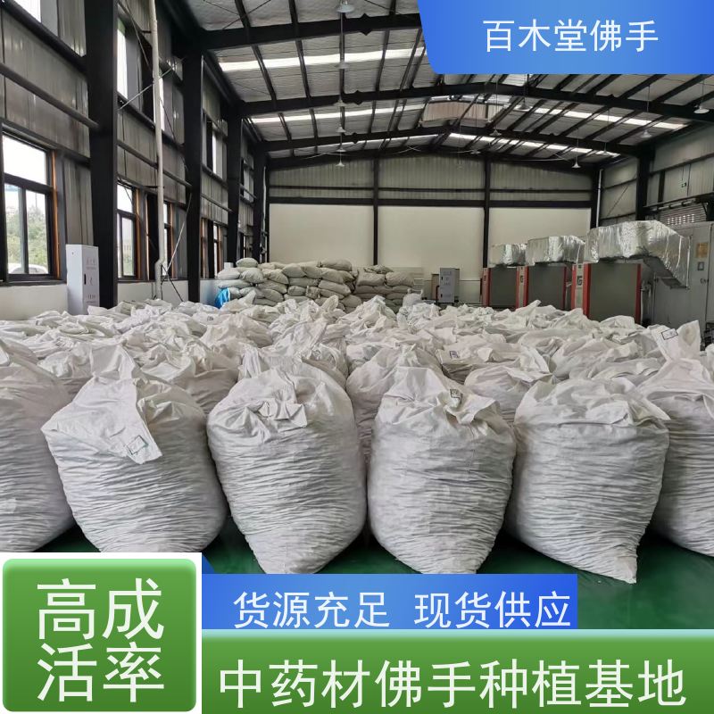 百木堂 重庆佛手 枝叶紧密 美丽多姿 道路绿化行道苗