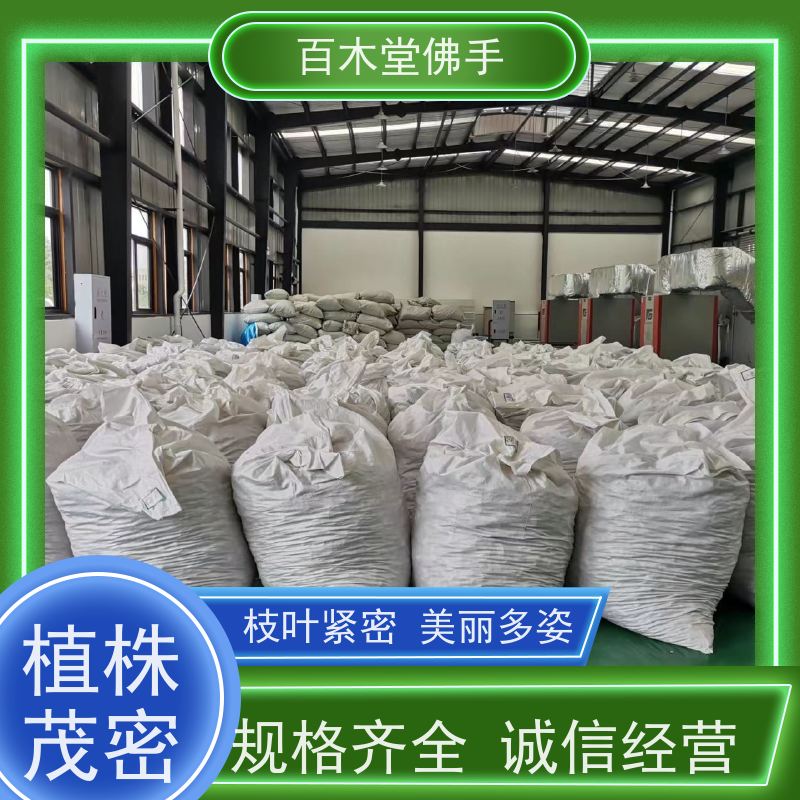 百木堂 沙 湾佛手 造型优美 易成活 道路绿化行道苗