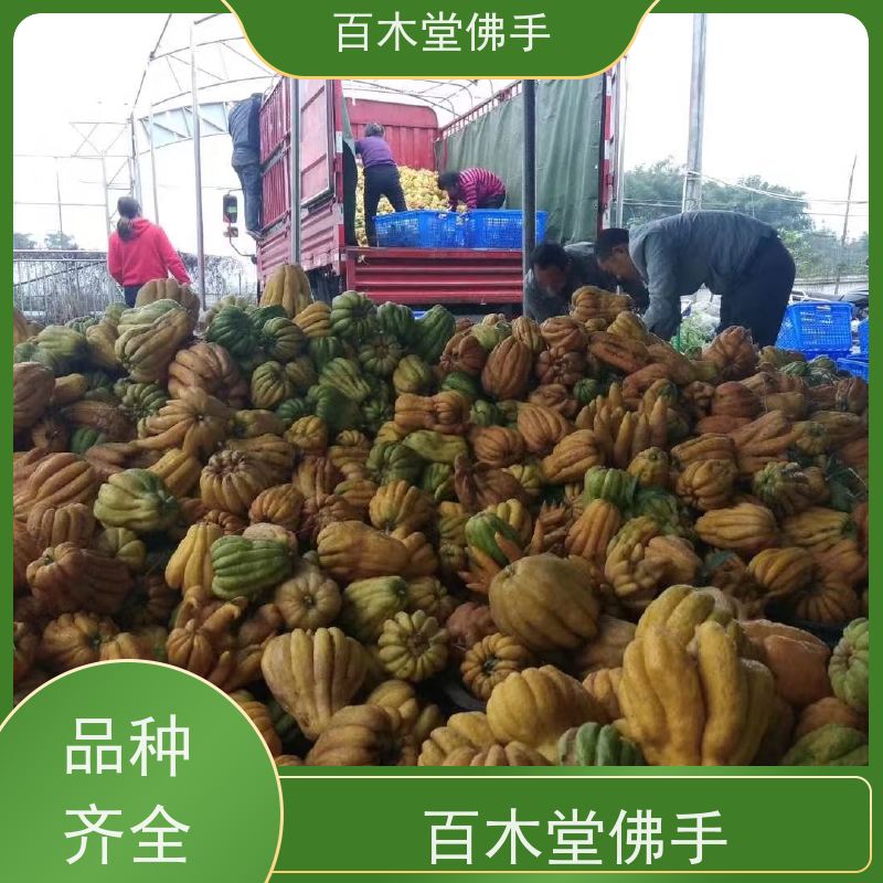 百木堂 忠 县佛手 观赏植物 附加值高 道路绿化行道苗