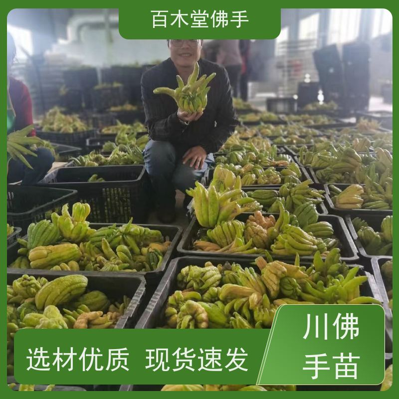 百木堂 五 通桥佛手 高成活率 较耐干旱 城市景观绿化树 