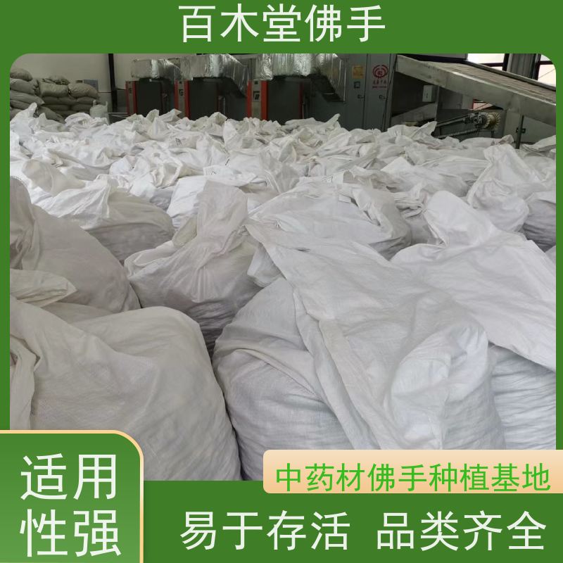 百木堂 沪 州佛手 高成活率 较耐干旱 城市景观绿化树 