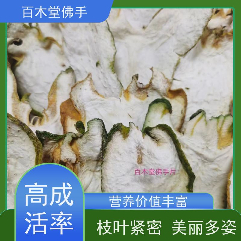 百木堂 广佛手 生长环境适应性强 城市景观绿化树 