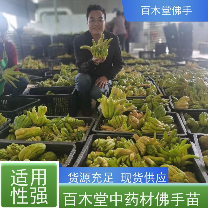 百木堂 重庆佛手 可作为盆景摆设 货源充足 道路绿化行道苗