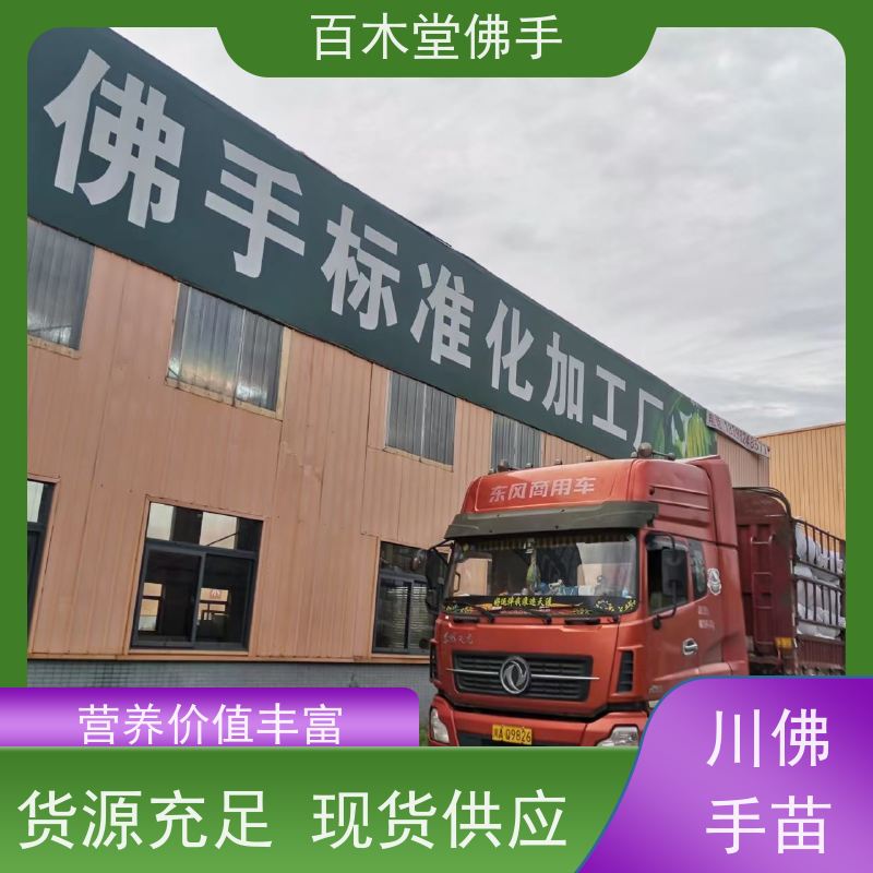 百木堂 綦 江佛手 造型优美 易成活 中药材种植基地 