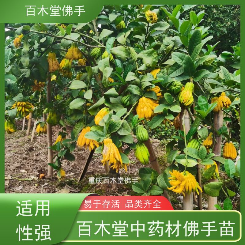 百木堂 成 都佛手 树形丰富 成活率高 种苗基地直供 