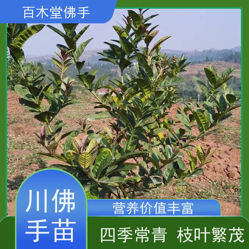 百木堂 沙 湾佛手 生长环境适应性强 用于庭院装饰