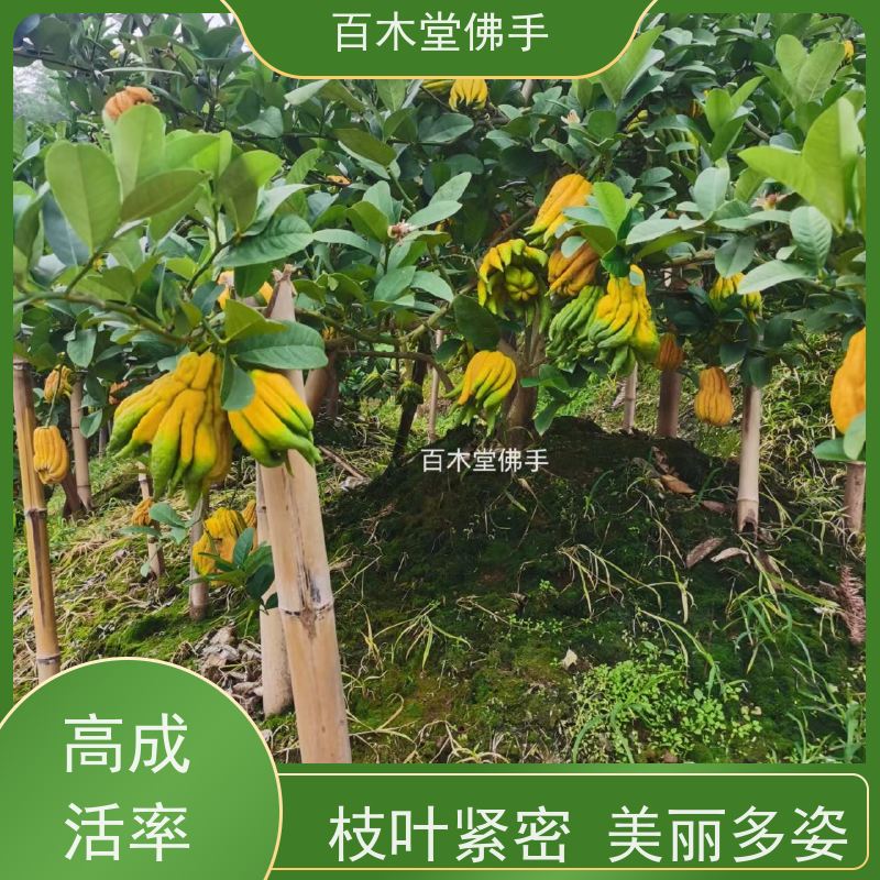 百木堂 乐 山佛手 生长环境适应性强 用于庭院装饰